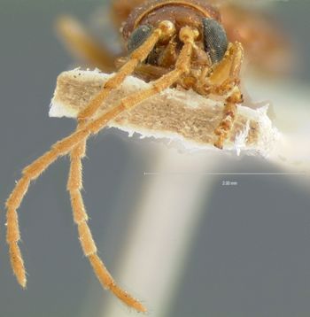 Media type: image;   Entomology 18297 Aspect: head frontal view